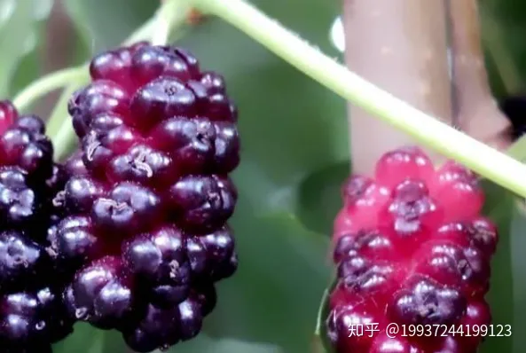 桑葚的功效与作用有哪些？-桑葚的七大功效血糖