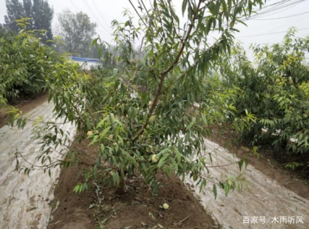 什么果树抗淹能力好？受到水淹如何处理？-哪种果树抗涝