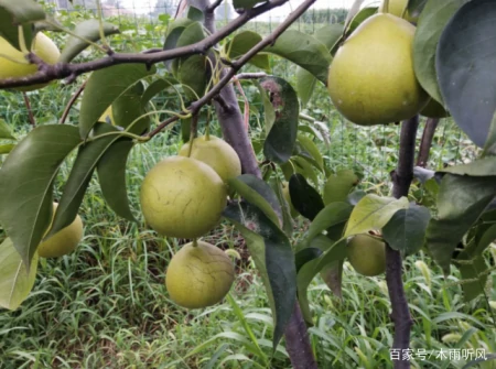 什么果树抗淹能力好？受到水淹如何处理？-哪种果树抗涝
