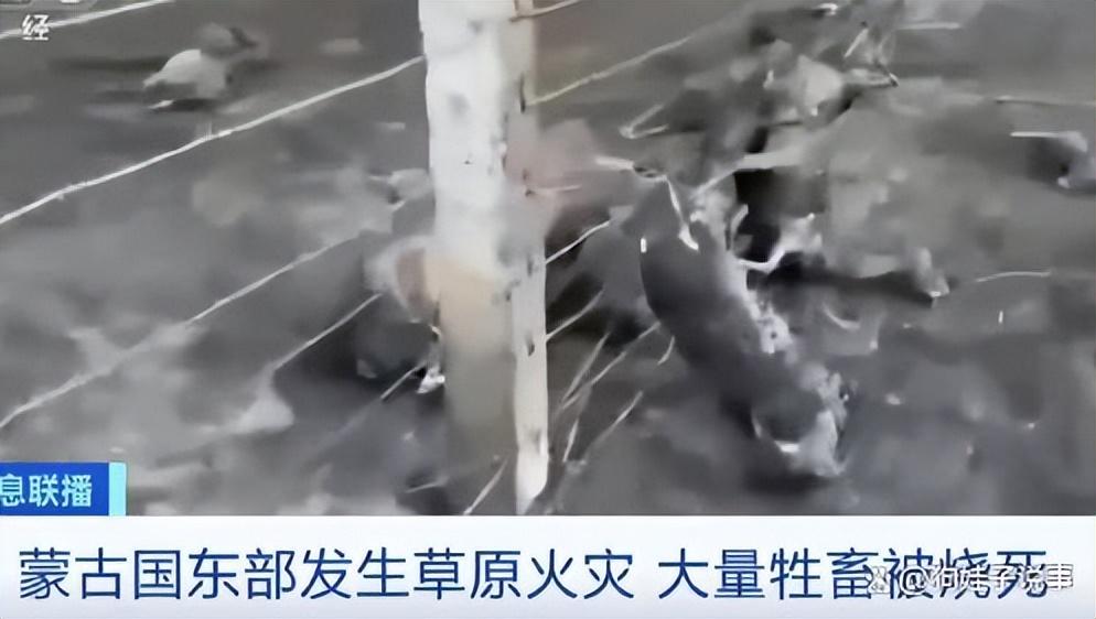 昨天美国死牛，今天中蒙边境草原起火 围栏挂满羊焦尸！-今天美国死亡病例是多少