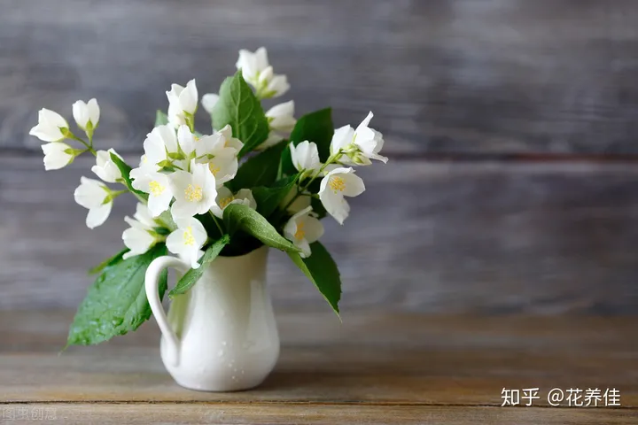 茉莉花的家庭养殖方式及注意事项-茉莉花家庭怎么养