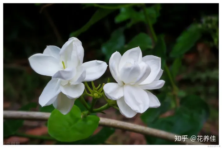 茉莉花的家庭养殖方式及注意事项-茉莉花家庭怎么养