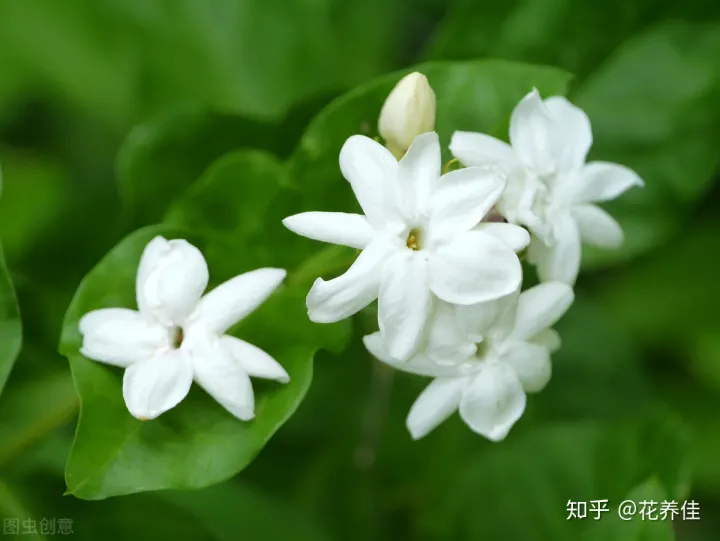 茉莉花的家庭养殖方式及注意事项-茉莉花家庭怎么养