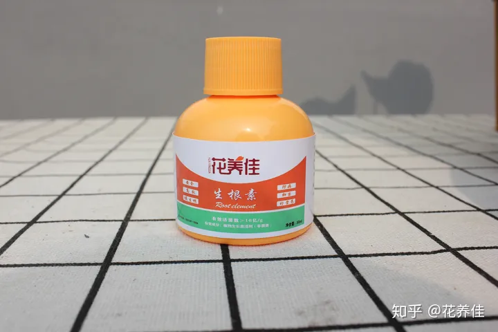 茉莉花的家庭养殖方式及注意事项-茉莉花家庭怎么养