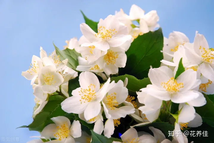 茉莉花的家庭养殖方式及注意事项-茉莉花家庭怎么养