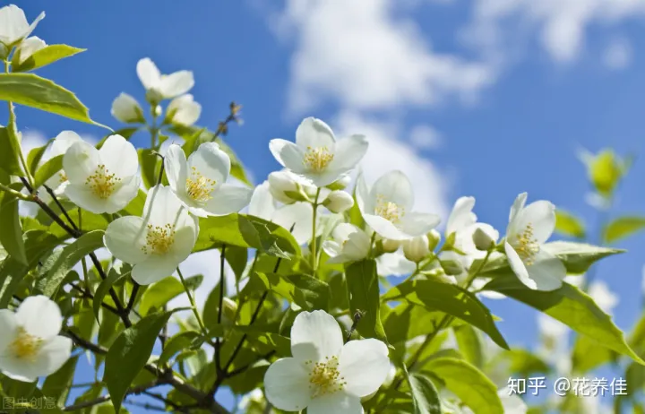 茉莉花的家庭养殖方式及注意事项-茉莉花家庭怎么养