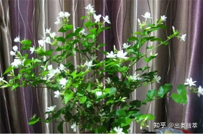 茉莉花的养殖方法和注意事项-茉莉花的养殖方法和注意事项视频