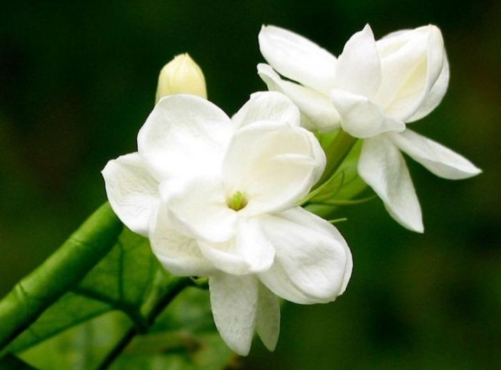 茉莉花种植技巧-茉莉花种植技术与栽培管理