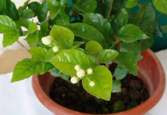 茉莉花种植技巧-茉莉花种植技术与栽培管理