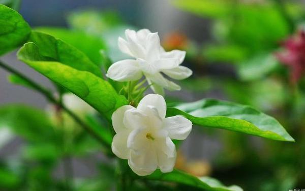 茉莉花种植技巧-茉莉花种植技术与栽培管理