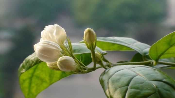 茉莉花种植技巧-茉莉花种植技术与栽培管理