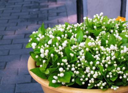 茉莉花种植技巧-茉莉花种植技术与栽培管理