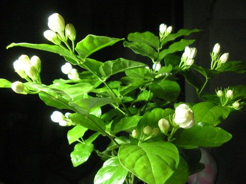 茉莉花种植技巧-茉莉花种植技术与栽培管理