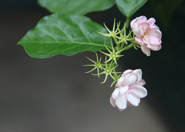 茉莉花养护做到四点，花香洁白，香味浓厚！-茉莉花养护常识