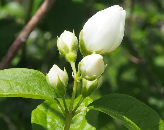 茉莉花养护做到四点，花香洁白，香味浓厚！-茉莉花养护常识