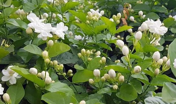 养好茉莉花6个字，大水大肥大太阳，开花多还不黄叶-茉莉花卉怎么养护和管理