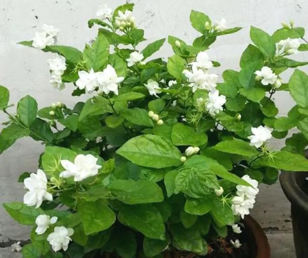 养好茉莉花6个字，大水大肥大太阳，开花多还不黄叶-茉莉花卉怎么养护和管理