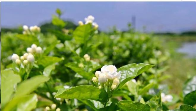养好茉莉花6个字，大水大肥大太阳，开花多还不黄叶-茉莉花卉怎么养护和管理