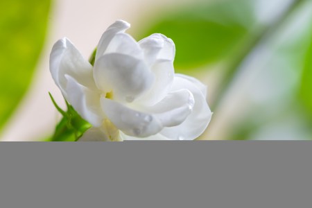 茉莉花的养殖方法是什么？-茉莉花的养殖方法和注意事