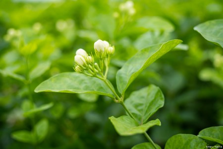 茉莉花的养殖方法是什么？-茉莉花的养殖方法和注意事