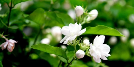 茉莉花的养殖方法和技巧有哪些？-茉莉花的养殖方法和事项