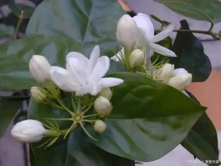 茉莉花的养殖方法和技巧有哪些？-茉莉花的养殖方法和事项