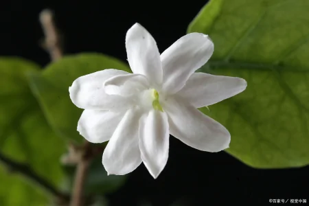 茉莉花的养殖方法和技巧有哪些？-茉莉花的养殖方法和事项