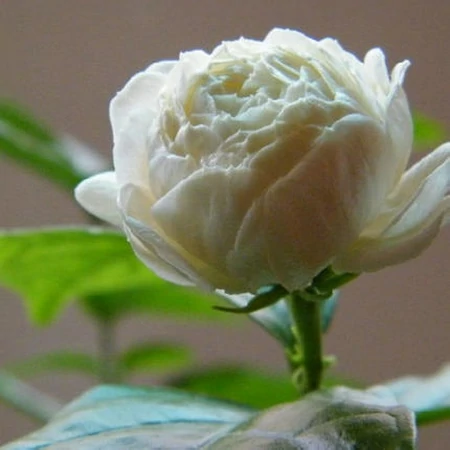 茉莉花的养殖方法和技巧有哪些？-茉莉花的养殖方法和事项