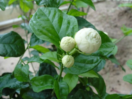 茉莉花的养殖方法和技巧有哪些？-茉莉花的养殖方法和事项