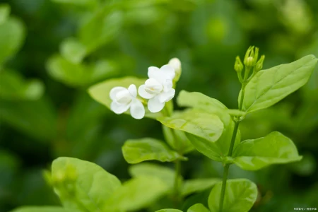 都说茉莉花难养！茉莉花的养殖方法，很容易掌握，知道后轻松养殖-茉莉花的养殖方法和注意事项1