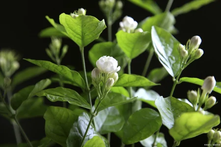 都说茉莉花难养！茉莉花的养殖方法，很容易掌握，知道后轻松养殖-茉莉花的养殖方法和注意事项1