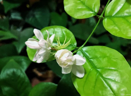 都说茉莉花难养！茉莉花的养殖方法，很容易掌握，知道后轻松养殖-茉莉花的养殖方法和注意事项1
