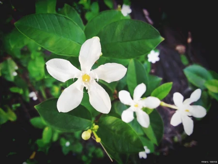 茉莉花的介绍种植方法日常管理-茉莉花的种植方式和时间视频