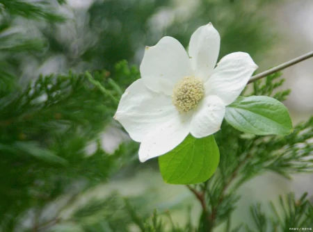 茉莉花的介绍种植方法日常管理-茉莉花的种植方式和时间视频