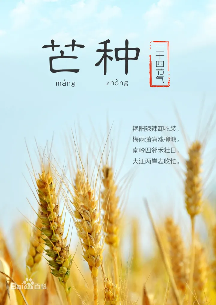 【二十四节气】之芒种-二十四节气芒种的含义是什么