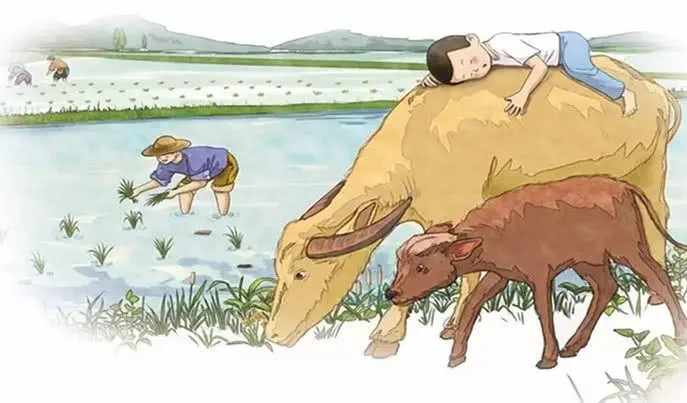 【二十四节气】之芒种-二十四节气芒种的含义是什么