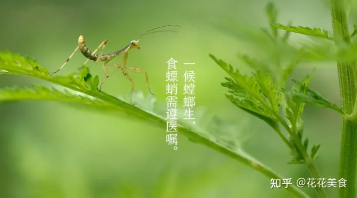 【二十四节气·芒种】泽草所生，种之芒种-泽草丛生,种之芒种