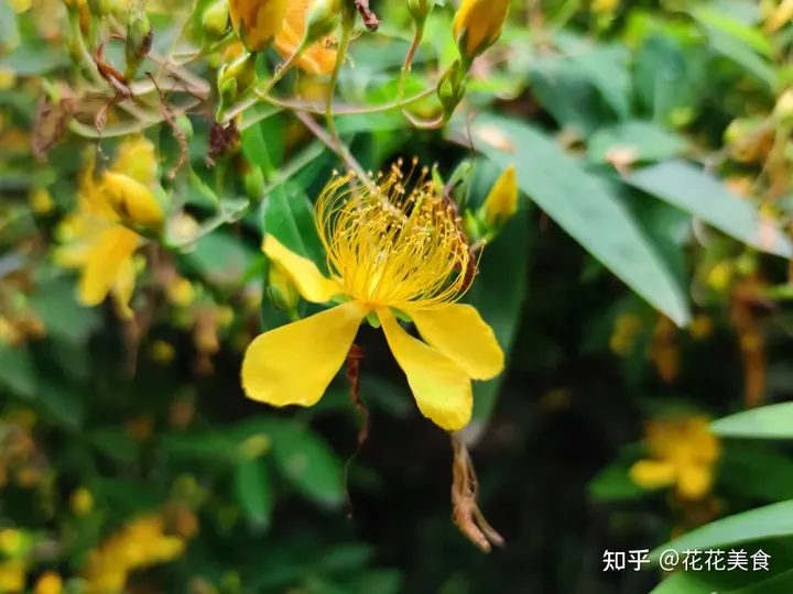 【二十四节气·芒种】泽草所生，种之芒种-泽草丛生,种之芒种