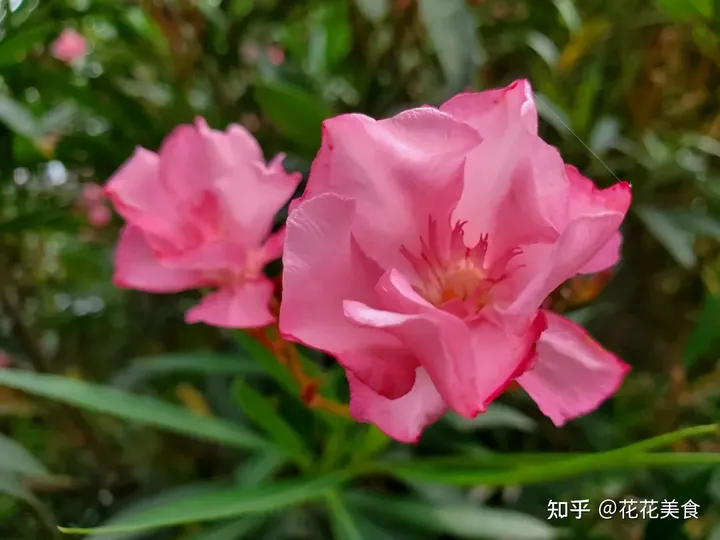 【二十四节气·芒种】泽草所生，种之芒种-泽草丛生,种之芒种