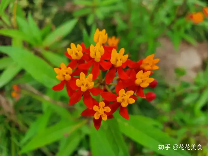 【二十四节气·芒种】泽草所生，种之芒种-泽草丛生,种之芒种
