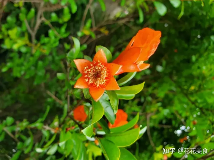 【二十四节气·芒种】泽草所生，种之芒种-泽草丛生,种之芒种