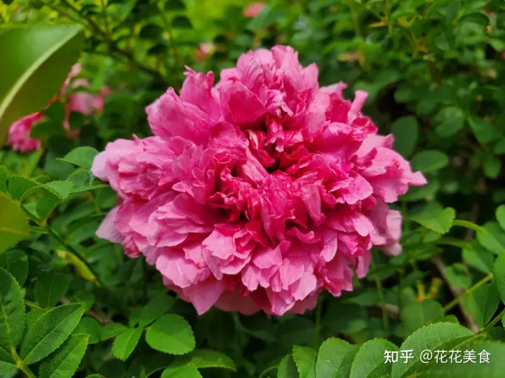 【二十四节气·芒种】泽草所生，种之芒种-泽草丛生,种之芒种