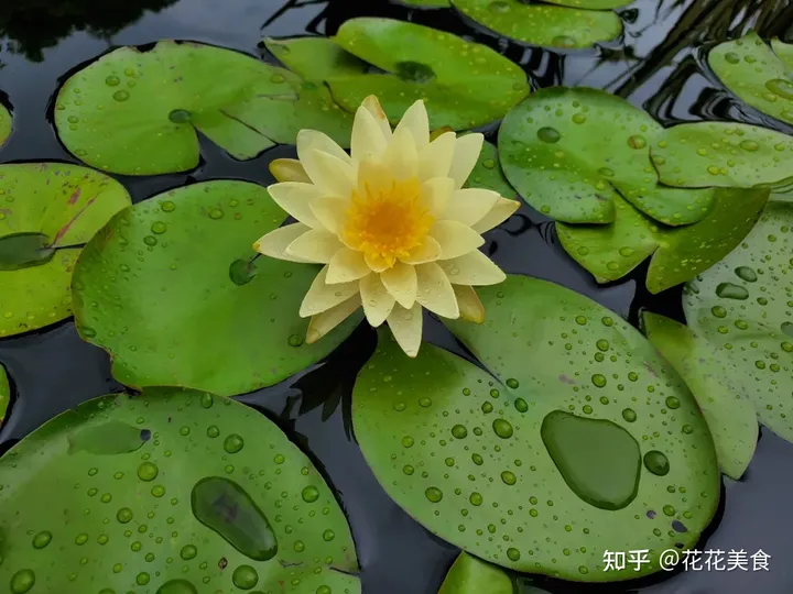 【二十四节气·芒种】泽草所生，种之芒种-泽草丛生,种之芒种
