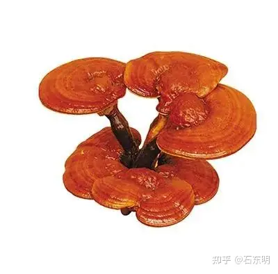 灵芝孢子粉的功效：-破壁灵芝孢子适合人群喝吗百度