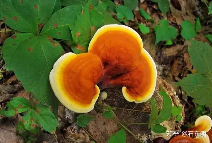 灵芝孢子粉的功效：-破壁灵芝孢子适合人群喝吗百度
