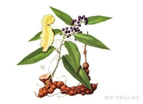 食用茯苓有哪些功效？-不适合吃茯苓的人