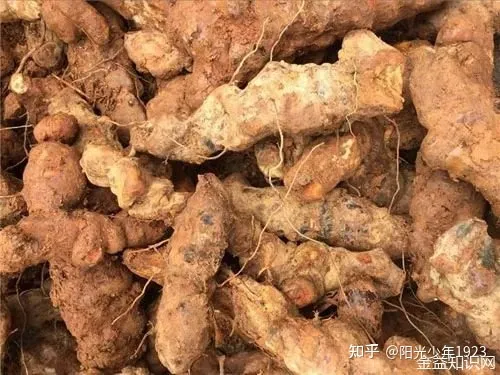 土茯苓的功效与作用-土茯苓的功效与作用及禁忌