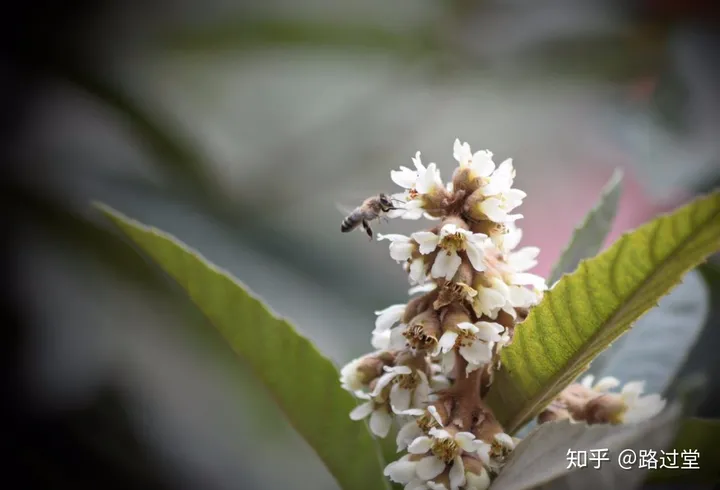 枇杷的神奇功效你知道吗？-枇杷对人体有什么作用