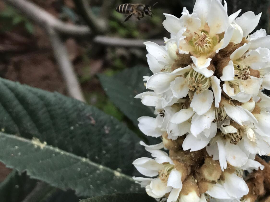 枇杷蜜有区分吗?枇杷蜜的功效与作用?-枇杷蜜的营养价值