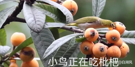 我们家门前的枇杷又熟了-我们家门前的枇杷又熟了英语